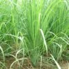 Lemongrass Plants 1 Lemongrass Plants -Plants Shop LemonG 6