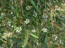 Leptospermum Brachyandrum – Weeping Tea Tree Seeds -Plants Shop Leptospermum brachyandrum Weeping Tea Tree a 1