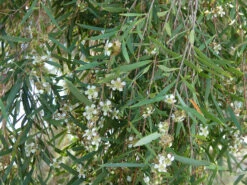 Leptospermum Brachyandrum – Weeping Tea Tree Seeds -Plants Shop Leptospermum brachyandrum Weeping Tea Tree a 2