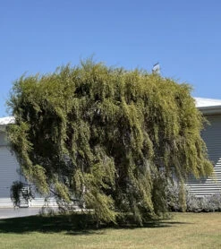 Leptospermum Brachyandrum – Weeping Tea Tree Seeds -Plants Shop Leptospermum brachyandrum Weeping Tea Tree a 3