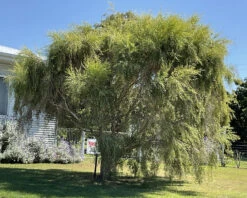 Leptospermum Brachyandrum – Weeping Tea Tree Seeds -Plants Shop Leptospermum brachyandrum Weeping Tea Tree a 6