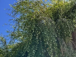 Leptospermum Brachyandrum – Weeping Tea Tree Seeds -Plants Shop Leptospermum brachyandrum Weeping Tea Tree a 7