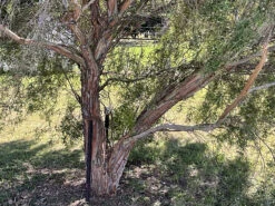 Leptospermum Brachyandrum – Weeping Tea Tree Seeds -Plants Shop Leptospermum brachyandrum Weeping Tea Tree a 8