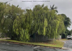 Leptospermum Brachyandrum – Weeping Tea Tree Seeds