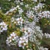 Leptospermum Continentale – Prickly Tea-tree Seeds -Plants Shop Leptospermum continentaleLS 1600x1600 1