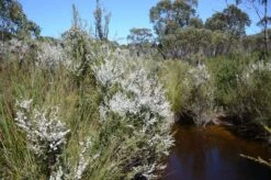 Leptospermum Continentale – Prickly Tea-tree Seeds -Plants Shop Leptospermum continentale Bull Creek Shackle Road Flinders Chase National Park Kangaroo Island South Australia 30760496863 scaled 1