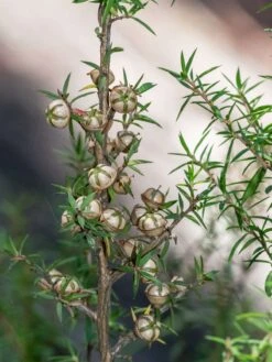 Leptospermum Continentale – Prickly Tea-tree Seeds -Plants Shop Leptospermum continentale fruit