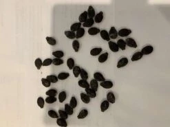 Luffa (Ridge) Seeds -Plants Shop Luffa 1