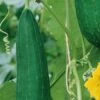 Luffa (Ridge) Seeds 2 Luffa (Ridge) Seeds -Plants Shop Luffa fruits 1