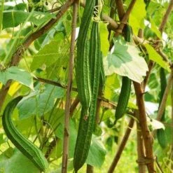 Luffa (Ridge) Seeds -Plants Shop Luffa fruits 2