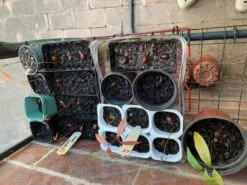 Lychee Seedling Plants -Plants Shop Lychee 2