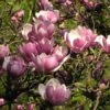 Magnolia (Soulangeana) Seeds -Plants Shop Magnolia soulangeana 2 1