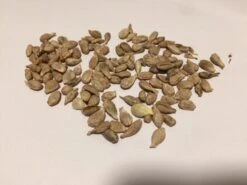 Other Imperial Mandarin Seeds