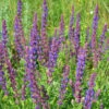 Meadow Sage Seeds -Plants Shop Meadowsage1