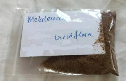 Melaleuca Viridiflora – Broad-Leaved Paper Bark Tea Tree Seeds 14 Melaleuca Viridiflora – Broad-Leaved Paper Bark Tea Tree Seeds -Plants Shop Melaleauca viridifolika