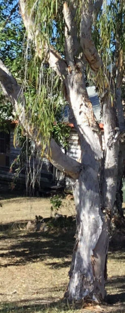 Melaleuca Viridiflora – Broad-Leaved Paper Bark Tea Tree Seeds 11 Melaleuca Viridiflora – Broad-Leaved Paper Bark Tea Tree Seeds -Plants Shop Melaleuca viridiflora Paper Bark Tea Tree