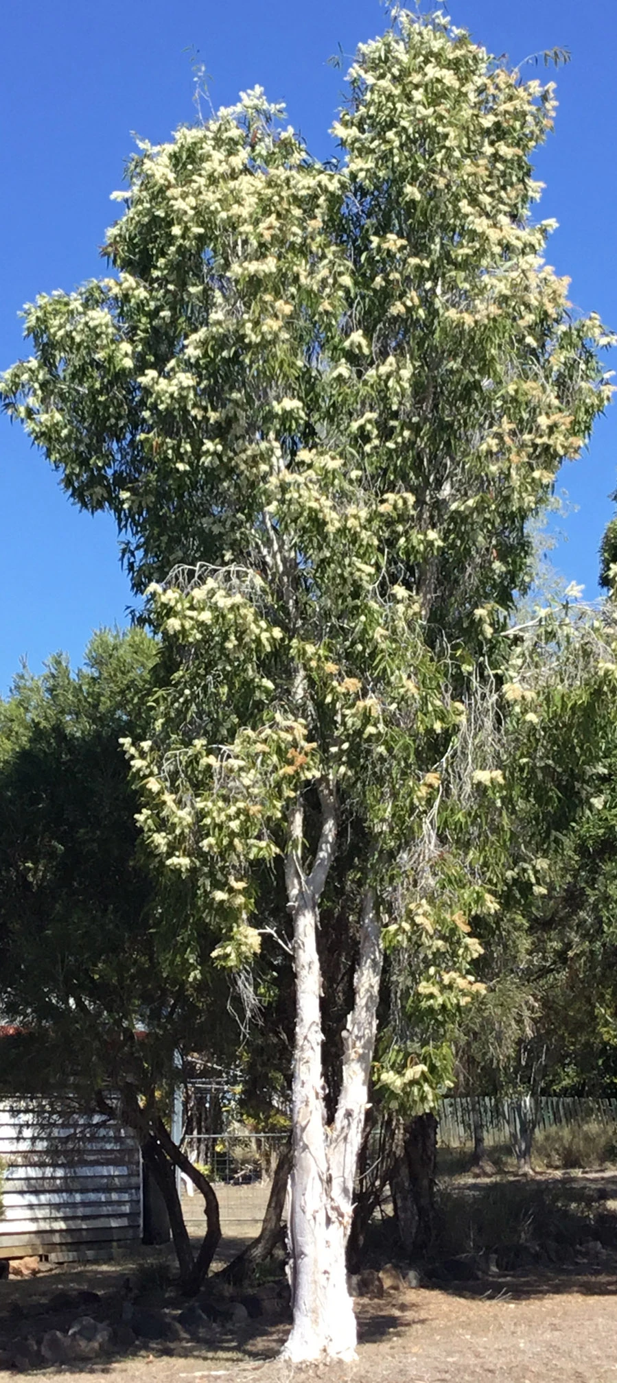 Melaleuca Viridiflora – Broad-Leaved Paper Bark Tea Tree Seeds 6 Melaleuca Viridiflora – Broad-Leaved Paper Bark Tea Tree Seeds - Image 4