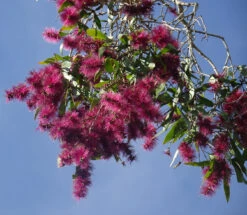 Melaleuca Viridiflora – Broad-Leaved Paper Bark Tea Tree Seeds