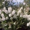 Melaleuca Lanceolata – Moonah Seeds -Plants Shop Melaleuca lanceolata 1 Bells
