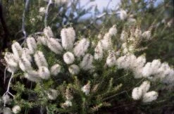 Melaleuca Lanceolata – Moonah Seeds