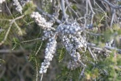 Melaleuca Lanceolata – Moonah Seeds -Plants Shop Melaleuca lanceolata from beach z