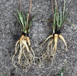 Microseris Scapigera – Murnong (Yam Daisy) Seeds -Plants Shop Microseris scapigera murnong 11