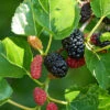 1x Black Mulberry Seedling Plant -Plants Shop Mulberry 6 1