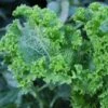 Mustard Green Wave Seeds -Plants Shop Mustardgreenwave