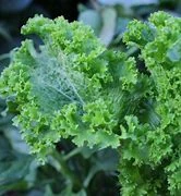 Mustard Green Wave Seeds