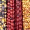 Corn – Painted Mountain Seeds -Plants Shop OIP