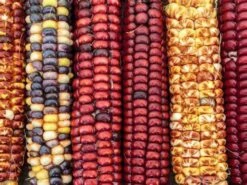 Corn – Painted Mountain Seeds