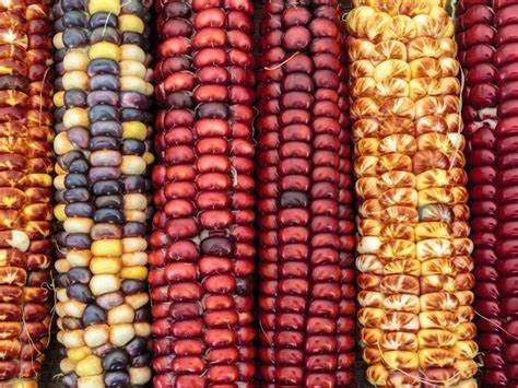 Corn – Painted Mountain Seeds 3 Corn – Painted Mountain Seeds