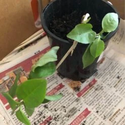 One (1) Medium Chinese Ginseng (Panax Noto Pesudo-Ginseng) Plant -Plants Shop Panax Ginseng 3