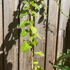 One (1) Medium Chinese Ginseng (Panax Noto Pesudo-Ginseng) Plant -Plants Shop Panax Ginseng 4