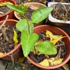 One (1) Medium Chinese Ginseng (Panax Noto Pesudo-Ginseng) Plant -Plants Shop Panax Ginseng 5