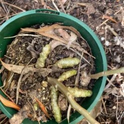 One (1) Medium Chinese Ginseng (Panax Noto Pesudo-Ginseng) Plant -Plants Shop Panax Ginseng 6