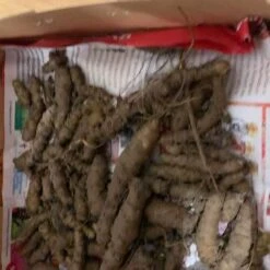 One (1) Medium Chinese Ginseng (Panax Noto Pesudo-Ginseng) Plant -Plants Shop Panax Ginseng 7