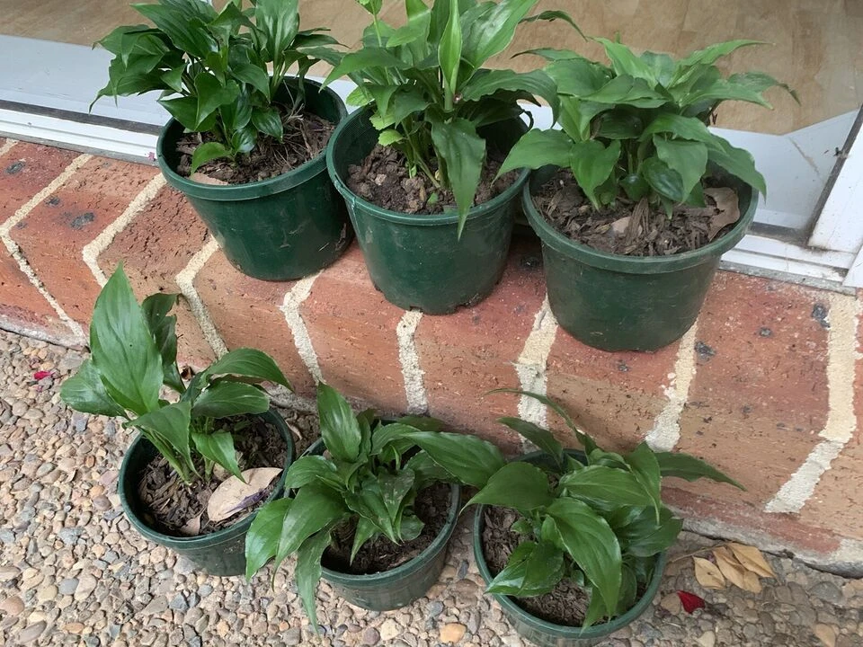 2x Madonna Peace Lily Potted Plants 4 2x Madonna Peace Lily Potted Plants - Image 2