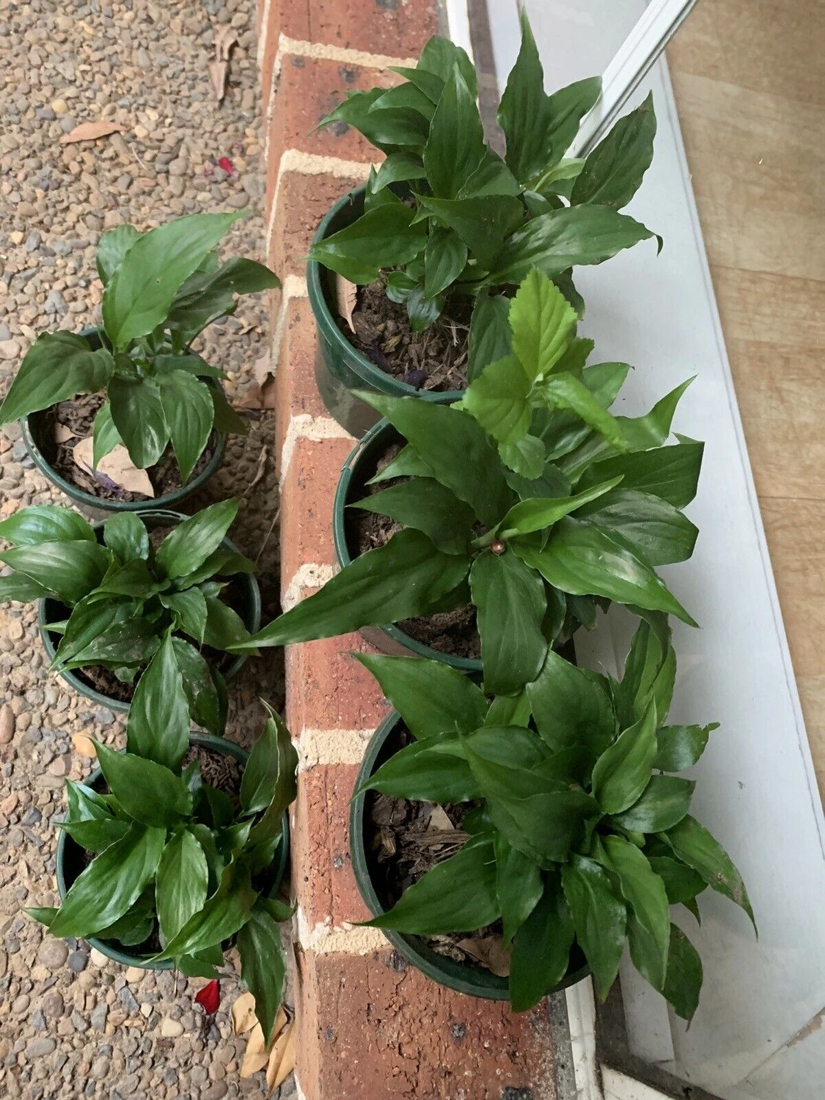 2x Madonna Peace Lily Potted Plants 3 2x Madonna Peace Lily Potted Plants