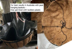 Petunia ‘Giant Cherry’ – Petunia X Hybrida Grandiflora Seeds -Plants Shop Peat Hanging Baskets get lined with Builders Plastic