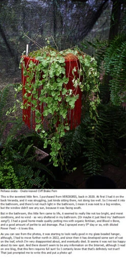 Eucalyptus Citriodora – Lemon Scented Gum, Salmon Trunk Seeds -Plants Shop Pellaea ovata ovate leaved Cliff Brake Fern with my blurb 8