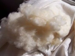 Other Cotton, Pima Or Egyptian, (very Soft Cotton For Spinners) Seeds -Plants Shop Pima Cotton frshly picked and seeds removed scaled 1