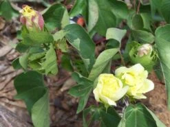 Other Cotton, Pima Or Egyptian, (very Soft Cotton For Spinners) Seeds -Plants Shop Pima Cotton plant scaled 1