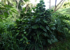 Polyscias Scutellaria – Dinner Plate Aralia, Formerly Crassula Scutellaria -Plants Shop Polyscias scutellaria Dinner Plate Aralia formerly Crassula scutellaria at Sarina