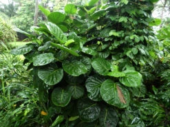 Polyscias Scutellaria – Dinner Plate Aralia, Formerly Crassula Scutellaria -Plants Shop Polyscias scutellaria Dinner Plate Aralia formerly Crassula scutellaria march 2023 ab