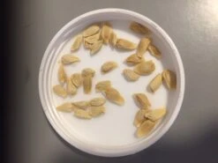 Other Pomelo Seeds -Plants Shop Pomelo Seeds