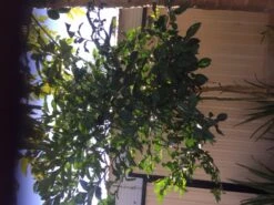 Other Pomelo Seeds -Plants Shop Pomelo tree