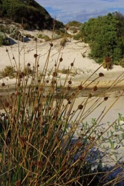 Ficinia Nodosa – Knobby Club-rush Seeds 9 Ficinia Nodosa – Knobby Club-rush Seeds -Plants Shop RED01602 Ficinia nodosa Squeaky Bch P3881