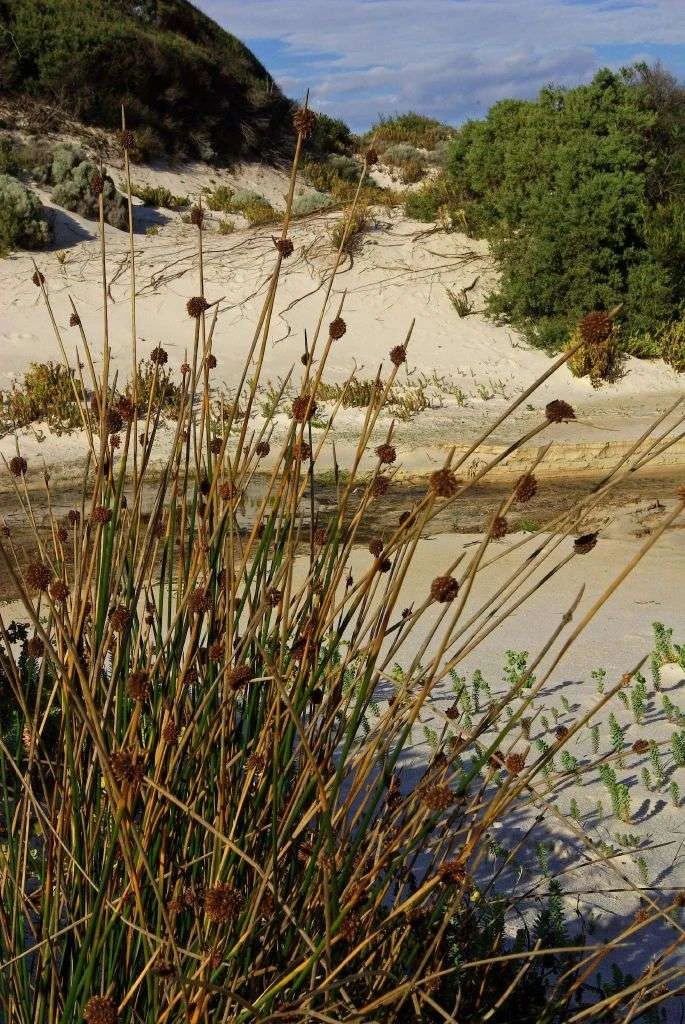 Ficinia Nodosa – Knobby Club-rush Seeds 4 Ficinia Nodosa – Knobby Club-rush Seeds - Image 2