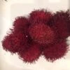 Other Rambutan Seeds -Plants Shop Rambutan 1 1